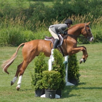 Silver Fox Horse Sales - Colton Kahle 2010 Before he grew to 6ft! - Horseback Riding Near Me - Langley, British Columbia Silver Fox Horse Sales - Colton Kahle 2010 Before he grew to 6ft! - Horseback Riding Near Me - Langley, British Columbia