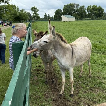 Brave Hearts - Animal Shelters Near Me - Paris, Kentucky