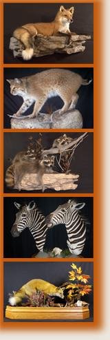 Strohl's Taxidermy - taxidermy in Walnutport, PA