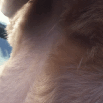 Muddy Paws Pet Spa - Shaved to skin on dogs neck, and uneven. :( - Pet Groomers Near Me - Palm Harbor, Florida