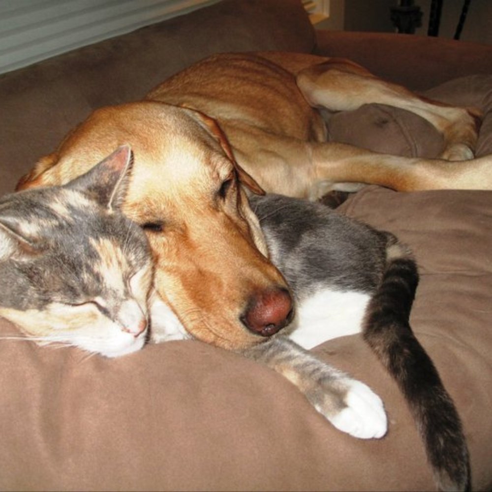 Close To Home Pet Services - Lucy & Chloe - Best Friends! - Dog Walkers Near Me - Seattle, Washington