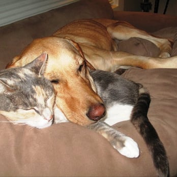 Close To Home Pet Services - Lucy & Chloe - Best Friends! - Dog Walkers Near Me - Seattle, Washington Close To Home Pet Services - Lucy & Chloe - Best Friends! - Dog Walkers Near Me - Seattle, Washington