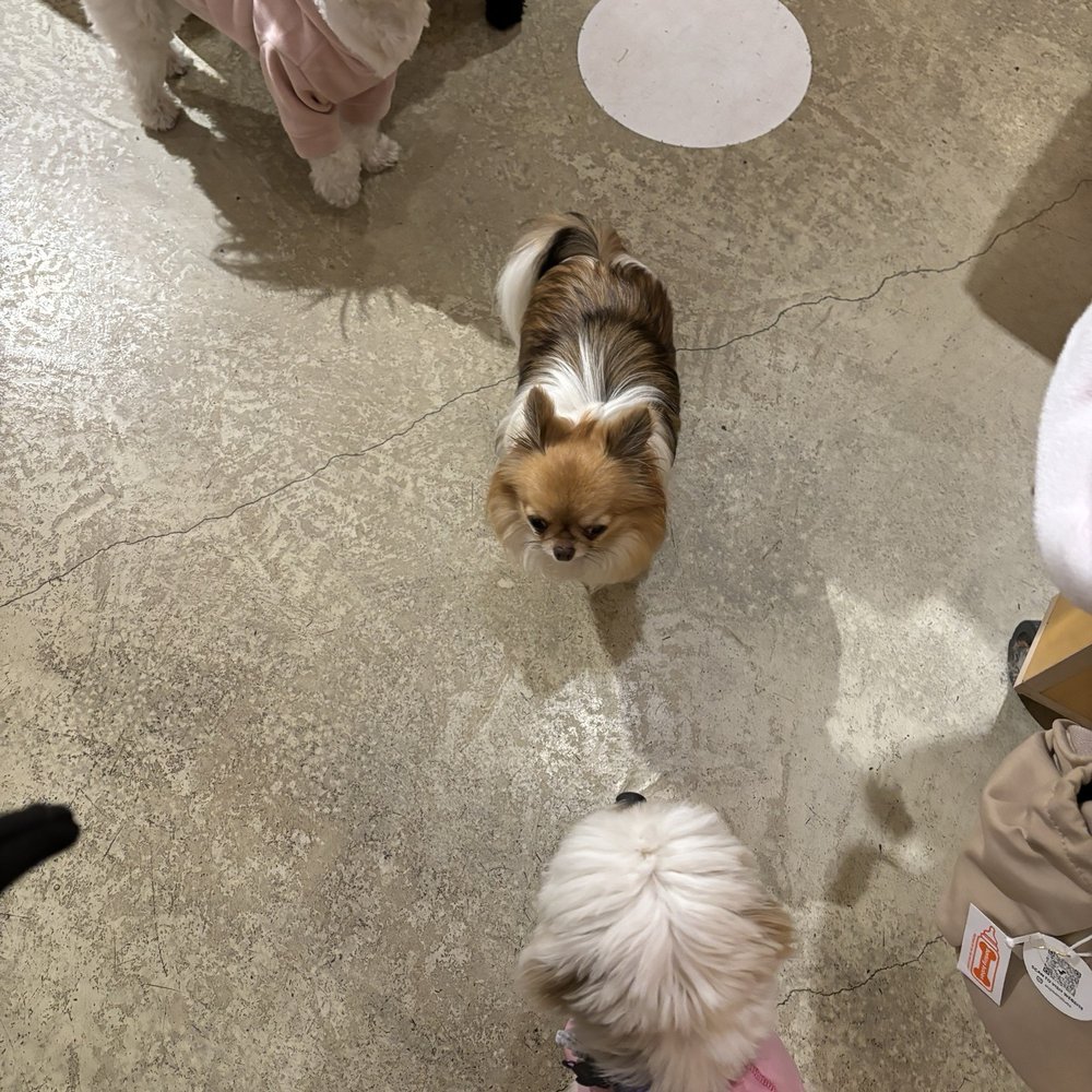 Barking Babies - Making friends at Bakie's Babies is the best! - Pet Stores Near Me - Vancouver, British Columbia Barking Babies - Making friends at Bakie's Babies is the best! - Pet Stores Near Me - Vancouver, British Columbia