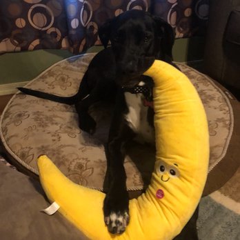 PetSmart - Miss Honey and her banana! - Pet Stores Near Me - Tucson, Arizona