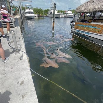 Key Largo Fisheries - Seafood Near Me - Key Largo, Florida Key Largo Fisheries - Seafood Near Me - Key Largo, Florida