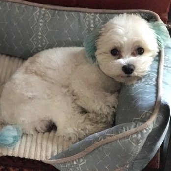 Scally Wags Dog Salon - Pet Groomers Near Me - Latham, New York