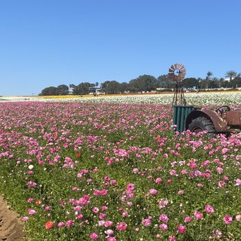 The Flower Fields - Venues & Event Spaces Near Me - Carlsbad, California The Flower Fields - Venues & Event Spaces Near Me - Carlsbad, California