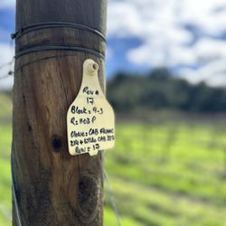 Row of Syrah
