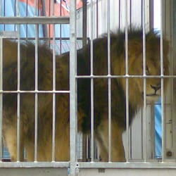 Zirkus Busch Roland zu Gast in Rendsburg