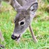 Ridgefield National Wildlife Refuge gift card