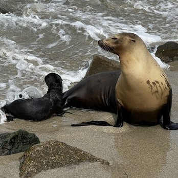 La Jolla Cove - Seal and her cub - Parks Near Me - La Jolla, California La Jolla Cove - Seal and her cub - Parks Near Me - La Jolla, California