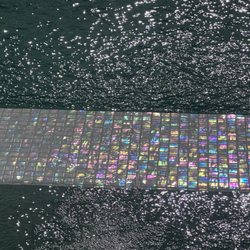 Koi Masters USA
