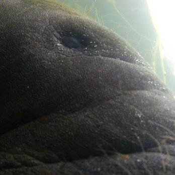SeaDaddys Adventures - Baby manatee checking out our camera - Scuba Diving Near Me - Crystal River, Florida