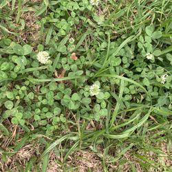 K & K Grass Farms - Clover