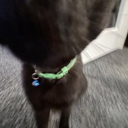 Coal Cats Cafe - One of the cats