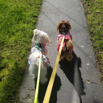 Wagger Walker - Just showing off their spring dresses - Dog Walkers Near Me - Cranston, Rhode Island