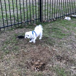 Lakeside Dog Park
