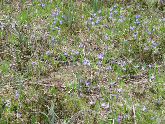 The Ridges Sanctuary by null