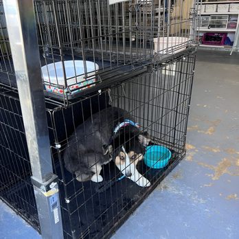 E-Z Dog Wash - My dog scared inside the Kennel - Pet Groomers Near Me - Duarte, California E-Z Dog Wash - My dog scared inside the Kennel - Pet Groomers Near Me - Duarte, California