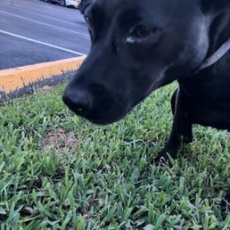 Our dog, immediately upon arriving home, 15 minutes after cleaning her eye, the infection returning, risking her permanent eye damage Our dog, immediately upon arriving home, 15 minutes after cleaning her eye, the infection returning, risking her permanent eye damage