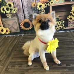 Bark At The Moon - Cici is just too adorable with her little pose!