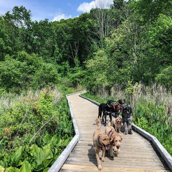 Tail Trekkers - Dog Walkers Near Me Tail Trekkers - Dog Walkers Near Me