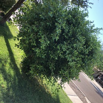 Hayward Tree Service - Tree Services Near Me - Phoenix, Arizona