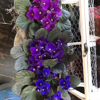 Willow Florist - Gorgeous plants. - Florists Near Me - Willow Springs, Illinois