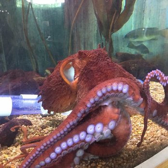 Downtown Aquarium - Museums Near Me - Denver, Colorado Downtown Aquarium - Museums Near Me - Denver, Colorado