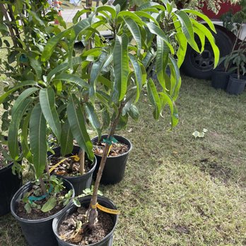 Top Notch Tree and Property Management LLC - Planting - Tree Services Near Me Top Notch Tree and Property Management LLC - Planting - Tree Services Near Me