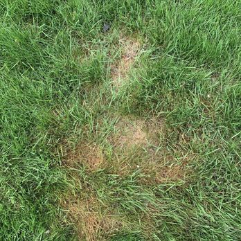 SeaScape - Burned grass. - Lawn Services Near Me - Coventry, Rhode Island