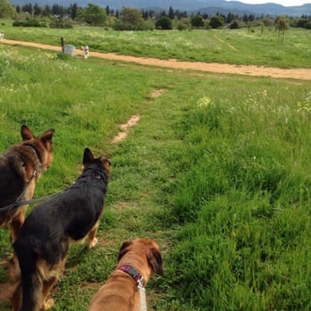 Alston Park - The pack out enjoying the sunshine at Alston Park! - Dog Parks Near Me - Napa, California Alston Park - The pack out enjoying the sunshine at Alston Park! - Dog Parks Near Me - Napa, California
