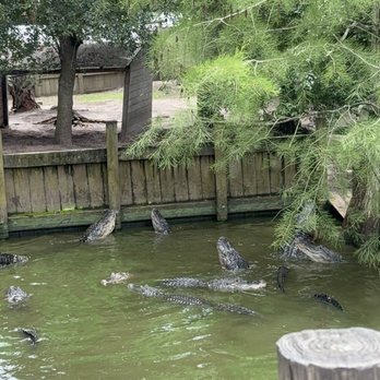 Zoo World - Alligator - Zoos Near Me - Panama City Beach, Florida Zoo World - Alligator - Zoos Near Me - Panama City Beach, Florida