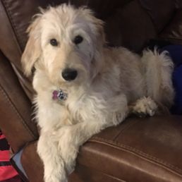 Our golden doodle puppy! Our golden doodle puppy!