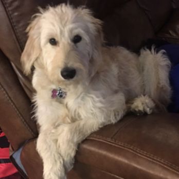 Southridge Animal Hospital - Our golden doodle puppy! - Veterinarians Near Me - Denton, Texas Southridge Animal Hospital - Our golden doodle puppy! - Veterinarians Near Me - Denton, Texas