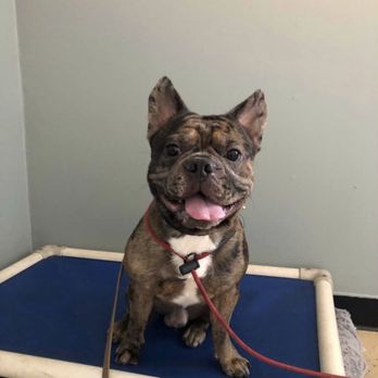 Wilhelm K9 SoCal - Getting comfortable and familiar with his dog cot. - Pet Training Near Me - Gardena, California