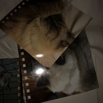Walgreens - a picture of a cat and a dog - Drugstores Near Me - Glendale, Arizona