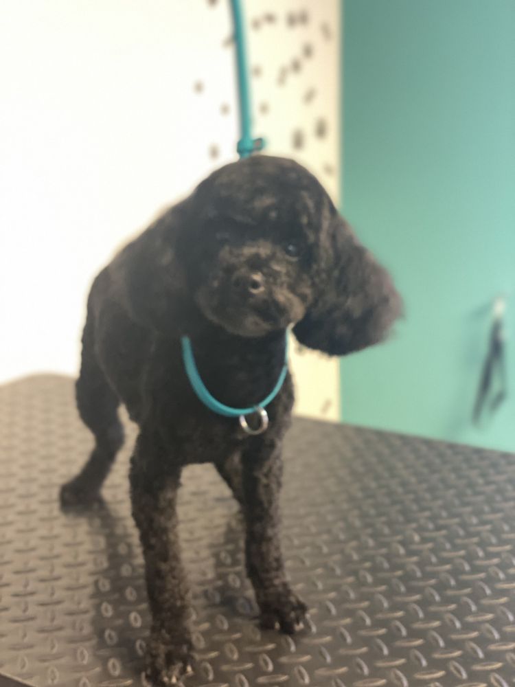 GROOMING AT TIFFANY’S Updated October 2024 11 Photos 3276