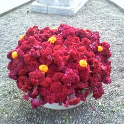 Desfile de Catrinas - Día de Muertos