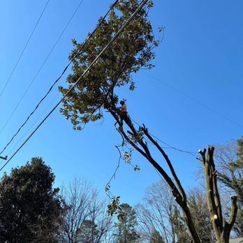 Ventura Tree Services - Tree Services Near Me