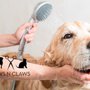 Photo of Paws N Claws Pet Parlor