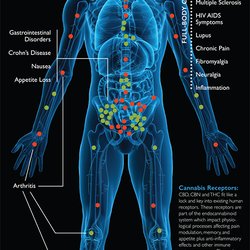 Next Level Wellness - Endocannabinoid System