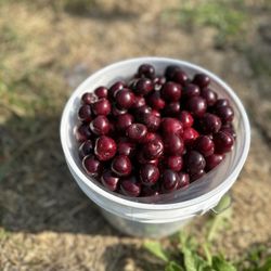 Grange Fruit Farm - Sweet cherries