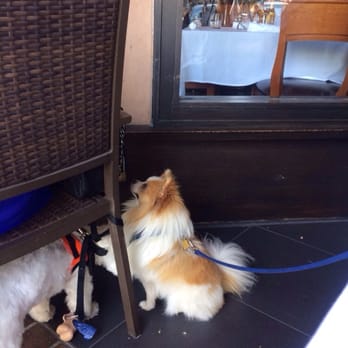 TOWN - "If I stare long enough, the lady with the chicken platter will feed me." -Tater Tot - Steakhouses Near Me - San Carlos, California TOWN - "If I stare long enough, the lady with the chicken platter will feed me." -Tater Tot - Steakhouses Near Me - San Carlos, California