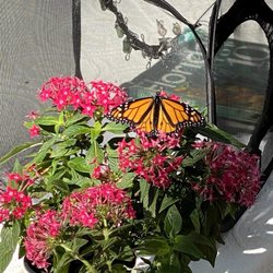 St Leo Town of - Monarch Butterfly