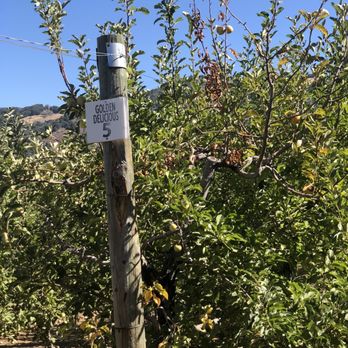 Volcan Valley Apple Farm - Pick Your Own Farms Near Me - Julian, California Volcan Valley Apple Farm - Pick Your Own Farms Near Me - Julian, California