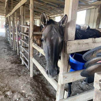 Heritage Hill Equestrian Center - Horseback Riding Near Me - Princeton, Texas Heritage Hill Equestrian Center - Horseback Riding Near Me - Princeton, Texas