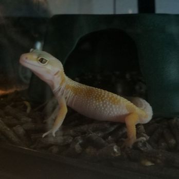 Reptile Island - Yoshi - Pet Stores Near Me - Stanton, California Reptile Island - Yoshi - Pet Stores Near Me - Stanton, California