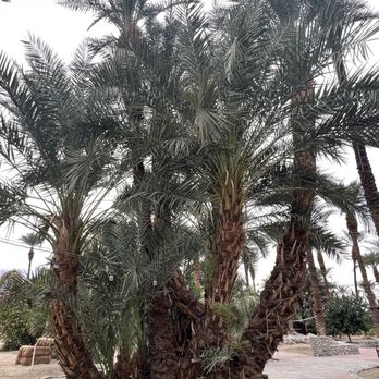 Shields Date Garden - Male date tree - Fruits & Veggies Near Me - Indio, California Shields Date Garden - Male date tree - Fruits & Veggies Near Me - Indio, California