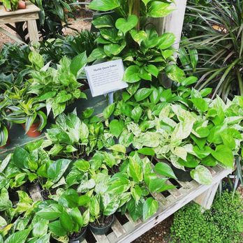 Tallahassee Nurseries Inc - Nurseries & Gardening Near Me - Tallahassee, Florida Tallahassee Nurseries Inc - Nurseries & Gardening Near Me - Tallahassee, Florida